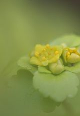 Milzkraut Wesetal Fr Mai